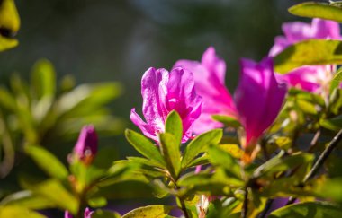 Bright blooming fruit trees in spring nature.