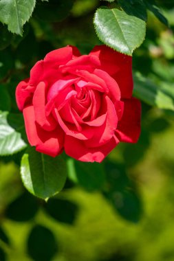 Yeşil bir çalılıkta kırmızı bir gül açar. Gül, görüntünün ana odak noktasıdır ve yapraklar ve dallarla çevrilidir.