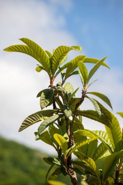 Yeşil yapraklı bir ağaç ve arka planda bulutlu bir gökyüzü. Yapraklar dolu ve sağlıklı. Ağaç gökyüzüne doğru uzanıyor.