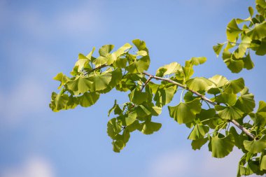 Bir ağacın yapraklı bir dalı güneş ışığındadır. Gökyüzü mavi ve berrak. Yapraklar yeşil ve dallar ince.