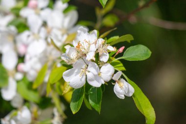 White flowers of fruit plants in nature in spring.