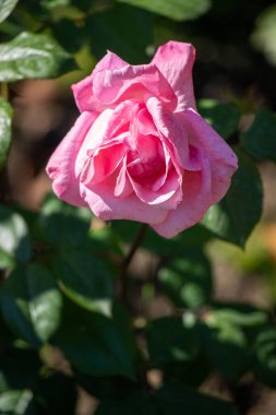 Bir bahçede pembe bir gül tam çiçeklenir. Çiçek yeşil yapraklarla çevrili ve güneş ışığı onun üzerinde parlıyor, onu daha da güzel gösteriyor. Doğal güzellik ve sükunet kavramı