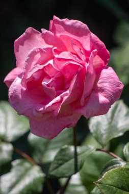 Pembe bir gül çiçek açmış, taç yaprakları açık ve kameraya bakıyor. Çiçek yeşil yapraklarla çevrilidir, bu da sahneye renk ve kontrastı ekler.