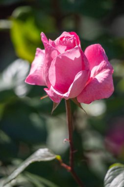 Pembe bir gül görüntünün ana odak noktasıdır, gövdesi ve yaprakları etrafını sarar. Gül resimdeki en belirgin elementtir ve görülebilir tek çiçektir. Görüntüde huzur var.