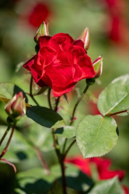 Yeşil yapraklarla çevrili kırmızı bir gül görüntünün ana odak noktasıdır. Gül, sahnenin en göze çarpan ve en güzel parçasıdır. Dikkatleri üzerine çeker.