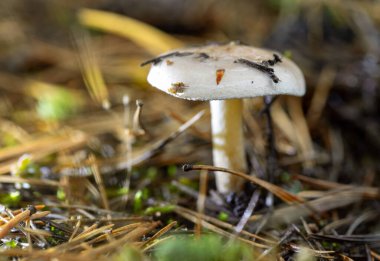 Bir mantar ölü yaprakların üzerinde duruyor. Mantar beyazdır ve kahverengi bir sapı vardır. Mantar kahverengi yapraklara karşı durduğu için manzara huzurlu ve huzurlu.