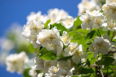Bir sürü beyaz çiçeği olan büyük bir ağaç tam çiçeklenmiştir. Ağaç bir çitle çevrilidir ve güneşli bir bölgede yer almaktadır. Çiçekler açmanın çeşitli aşamalarında, bazıları tamamen açık.