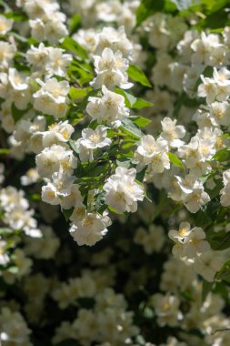 Bir sürü beyaz çiçeği olan büyük bir ağaç tam çiçeklenmiştir. Ağaç bir çitle çevrilidir ve güneşli bir bölgede yer almaktadır. Çiçekler açmanın çeşitli aşamalarında, bazıları tamamen açık.