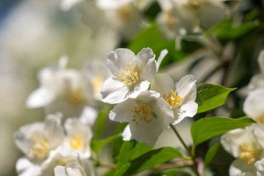 Bir sürü beyaz çiçeği olan büyük bir ağaç tam çiçeklenmiştir. Ağaç bir çitle çevrilidir ve güneşli bir bölgede yer almaktadır. Çiçekler açmanın çeşitli aşamalarında, bazıları tamamen açık.