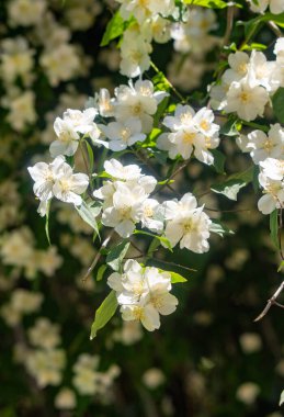 Bir sürü beyaz çiçeği olan büyük bir ağaç tam çiçeklenmiştir. Ağaç bir çitle çevrilidir ve güneşli bir bölgede yer almaktadır. Çiçekler açmanın çeşitli aşamalarında, bazıları tamamen açık.