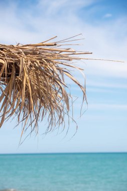 Palmiye ağacı ve mavi okyanuslu bir plaj sahnesi. Palmiye ağacı kuru yapraklarla kaplı ve okyanus sakin.