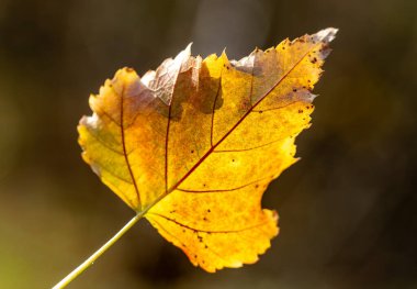 Yakın planda bir yaprak gösteriliyor, üzerinde güneş parlıyor. Yaprak sarıdır ve bazı kahverengi noktaları vardır. Güneş ışınları yaprağı aydınlatırken sıcaklık ve sükunet kavramı