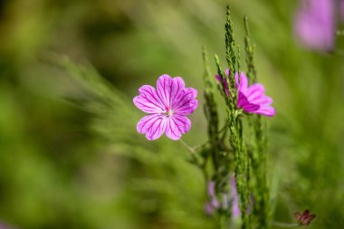 Pembe bir çiçek yeşil bir tarlanın ön planındadır. Çiçek çimenler ve diğer bitkilerle çevrilidir. Çiçek yeşil arkaplana karşı durduğu için, resim huzurlu ve huzurlu bir ruh haline sahip.