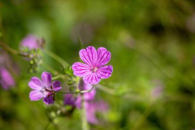 Pembe bir çiçek yeşil bir tarlanın ön planındadır. Çiçek çimenler ve diğer bitkilerle çevrilidir. Çiçek yeşil arkaplana karşı durduğu için, resim huzurlu ve huzurlu bir ruh haline sahip.