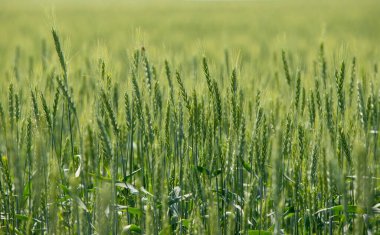 İçinde birkaç yabani ot olan yeşil bir çim tarlası. Otlar uzun ve otlar küçük.