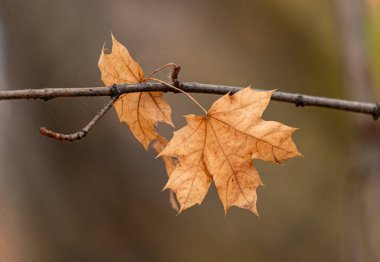 Bir dalda bir yaprak sallanıyor. Yaprak kahverengidir ve birkaç lekesi vardır. Dal çıplak ve resimdeki tek yeşil şey yaprak.