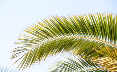 Yapraklı yeşil renkli bir palmiye ağacı. Yaprak uzun ve ince. Gökyüzü açık ve mavi