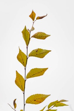 Sarı yapraklı yapraklı yapraklı bir dal beyaz arka planda gösterilir. Sükunet ve doğal güzellik kavramı, yapraklar tamamen çiçek açmış, beyaz arka plan ise katıksız bir karşıtlık sunuyor.