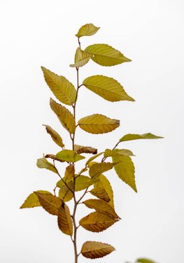 Birçok yaprağı olan yapraklı bir ağaç beyaz bir arkaplanda gösterilir. Yapraklar kahverengi ve kuruyor gibi görünüyor. Sonbahar kavramı ve mevsimlerin değişmesi