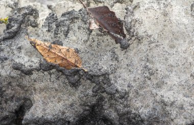 Bir yaprak kayanın üzerindedir. Kaya siyah ve beyaz beneklerle kaplı.