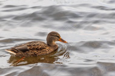 A duck is swimming in a body of water. The water is calm and the duck is the only one in the scene