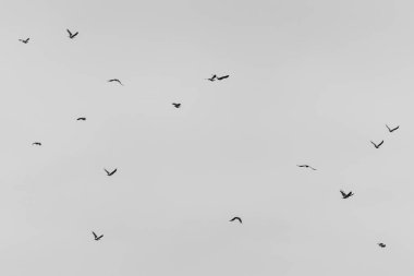 Gökyüzünde uçan bir kuş sürüsü. Kuşlar çoğunlukla siyah ve beyaz. Gökyüzü bulutlu ve gri