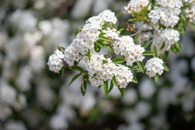 White flowers of fruit plants in nature in spring.
