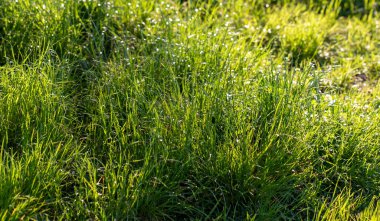 green grass out of focus nature background