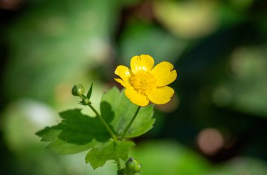 Sarı bir çiçek yeşil bir arka planın ön planındadır. Çiçek, görüntünün ana odak noktasıdır ve küçük, narin bir çiçektir.