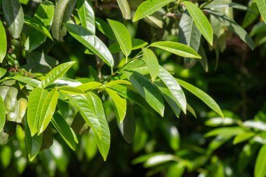 Yeşil yapraklı ve kahverengi benekli bir ağaç. Yapraklar büyük ve kahverengi benekler küçüktür. Ağaç diğer ağaçlar ve çalılarla çevrili, yemyeşil bir ortam yaratıyor.