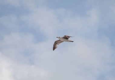 Bulutlu mavi gökyüzünün üzerinde bir martı uçuyor. Kuş bulutların üzerinde süzülüyor, ve gökyüzü açık ve mavi