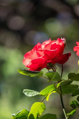 Resmin ana odak noktası, taç yaprakları ve sapı görünür olan kırmızı bir güldür. Gül yeşil yapraklarla çevrilidir, bu da sahneye renk ve kontrastı ekler.