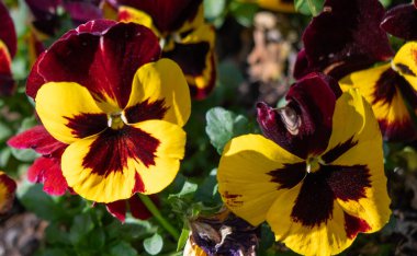 Violet flowers closeup in spring in nature.
