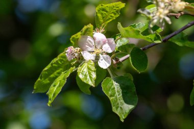 Yeşil yapraklı güzel pembe bir çiçek. Çiçek tamamen çiçek açmış ve yeşil yapraklarla çevrili.