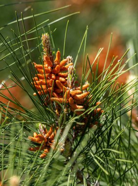 Yeşil yapraklı ve turuncu çiçekli bir ağaç. Çiçekler küçük ve bir araya toplanmış. Ağaç diğer ağaçlarla çevrili ve yemyeşil bir orman oluşturuyor.