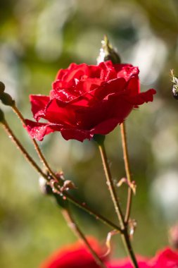 Yaprakları güneş ışığında parlayan kırmızı bir gül tam çiçeklenmiştir. Güzellik ve sükunet kavramı, gül doğal ortamında dimdik ve gururlu duruyor.