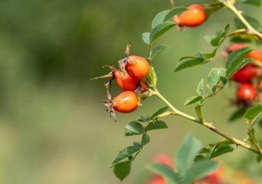 Bir bitkinin üzerinde kırmızı böğürtlen kümesi. Meyveler olgunlaştı ve toplanmaya hazır. Bitki yeşil yapraklarla çevrili, ona taze ve sağlıklı bir görünüm veriyor.