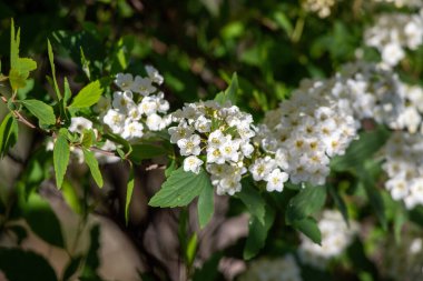 Resimde beyaz çiçekli bir dal gösteriliyor. Çiçekler küçük ve beyaz, ve sırayla dizilmişler. Dal, sahneye biraz renk katan yeşil yapraklarla çevrilidir.