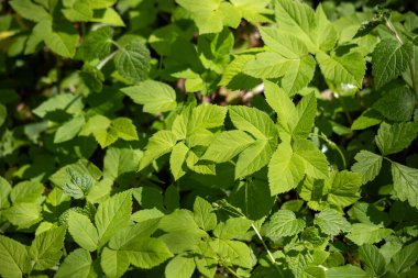 Green tree leaves on a blurred nature background.