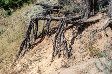 Bir ağaç kökü kuru ve çorak bir alanda topraktan çıkıyor. Kökü uzun ve burkulmuş. Bölgedeki tek yaşam belirtisi. Yalnızlık ve yalnızlık kavramı