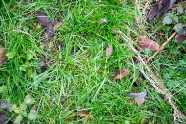 Yerde yapraklar ve dallar olan çimenlik bir tarla. Çimler yeşil ve yapraklar kahverengi.