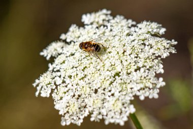 Natural location of Daucus carota in nature.