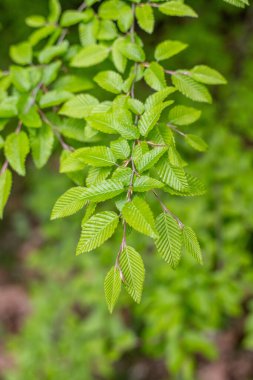 Dolu ve yeşil yaprakları olan yemyeşil bir ağaç. Yapraklar yayılmış ve sağlıklı görünüyor.