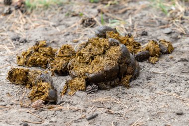 Yerde bir yığın hayvan dışkısı. Kaka kahverengi ve güçlü bir kokusu var. Tiksinti ve karmaşa kavramı