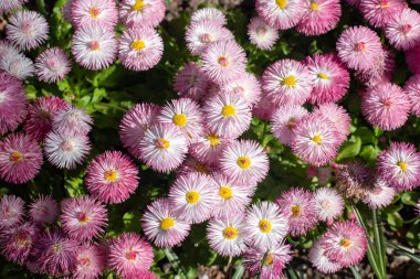 Perennis bellis garden daisy in nature in spring.