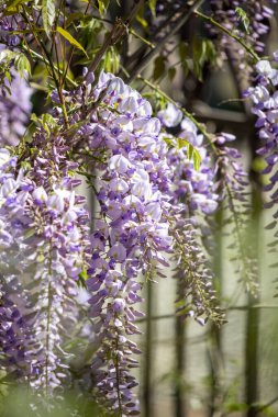 Wisteria blooms in spring in nature.