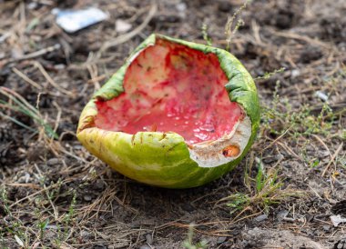 Bir karpuz kesilir ve içinde bir delik açılır. Delik suyla dolu ve içinde az miktarda kan var. Karpuz yerde ve çimlerle çevrili.