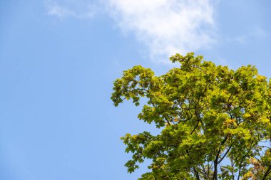 Yeşil yapraklı bir ağaç mavi bir gökyüzünün önündedir. Gökyüzü berrak ve parlak, ve resmin odak noktası ağaç.