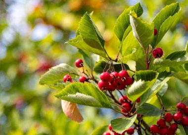 Üzerinde kırmızı meyveler olan bir ağaç. Yapraklar yeşil ve ağaç bir tarlada.
