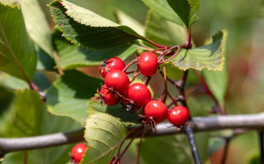 Ağaç dalında kırmızı böğürtlen kümesi. Böğürtlenler küçük ve yuvarlaktır ve bir araya toplanmışlardır. Ağaçtaki yapraklar yeşil ve gür.